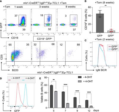 B cell receptor signaling and associated pathways in the pathogenesis of chronic lymphocytic leukemia